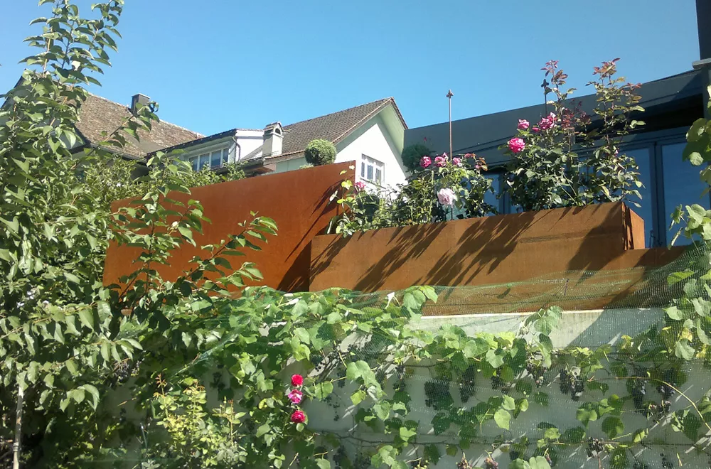 grosse rostfarbene metallpflanztröge mit bepflanzten rosen auf einer terrasse, umgeben von dichtem grün im garten